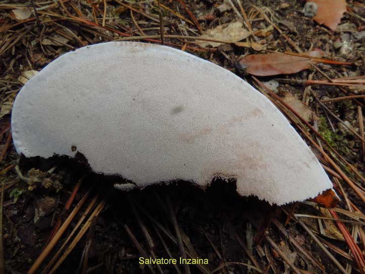 Ganoderma sp. (Ganoderma applanatum)